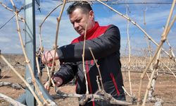 Nevşehir’de bağ budama sezonu başladı