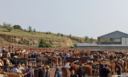 Şap hastalığı bitti, Nevşehir Hayvan Pazarı kapılarını açıyor