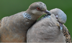 Aşıklara neden “kumrular gibi” deniyor biliyormusunuz ?