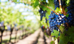 Kapadokya bağcılık kültürü ekoturizmle güçleniyor