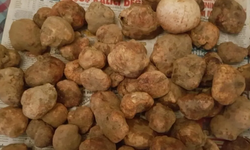 Nevşehir'in mucizevi lezzeti keme mantarının faydaları nelerdir?