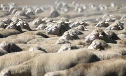 TİGEM 120 küçükbaş hayvanı satışa çıkardı: İşte detaylar