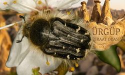Meyve ağaçlarını tehdit ediyor! Çiçek böceğine karşı kesin çözüm