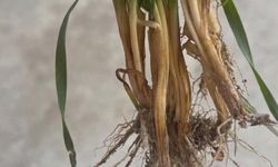 Buğday hastalıkları ve rhizoctonia çürüklüğü ile mücadele yöntemleri