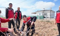 185 bin dekarlık bağ alanında budama çalışmaları tamamlandı