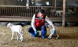 Nevşehir’de küçükbaş seferberliği: Küpeleme ve aşılama devam ediyor