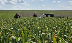 Tarım ekipleri sahaya indi: Gülşehir’de sarımsak kontrolleri sürüyor