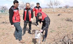 Bağcılıkta gizli tehlike: Nevşehir'de verimi düşüren zararlı yakın takipte
