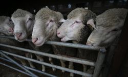 600 küçükbaş hayvan satışa çıkarıldı: İşte detaylar