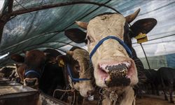 Nevşehir’de 2026 kurbanlık fiyatları belli oldu: İşte rakamlar