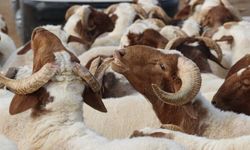 Diyanet duyurdu: 2026 vekaletle kurban kesim ücretleri netleşti