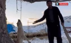 Köpeği zincirle ağaca asarak vahşice öldürdü