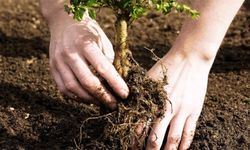 Tarım danışmanı açıkladı: Fidan dikiminde en sık yapılan hata!