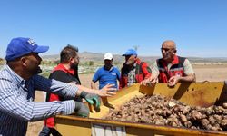 Nevşehir’de yer elması üretimi ilk kez bu ölçekte yapıldı