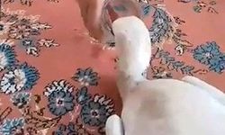 Gülşehir'de insanlık dersi! Yaralı leyleği evine götürüp ilk müdahaleyi yaptı