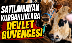 Nevşehirli besiciler dikkat! Satılmayan kurbanlıklar için başvuru süreci başladı