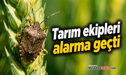 Nevşehir’de süne alarmı: 175 yerleşim yerinde inceleme başlatıldı