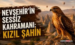 Nevşehir’de doğanın sessiz kahramanı: Kızıl şahin