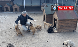 Nevşehir Hayvan Kasabası yoğun ilgi görüyor: 150 köpek sahiplendirildi