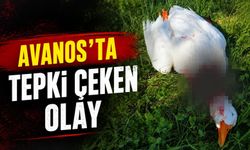 Avanos'ta tepki çeken olay: Kazı vahşice katlettiler