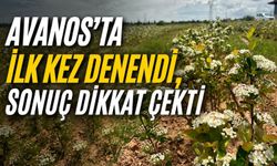 Avanos’ta ilk kez yetiştirildi: “Süper meyve” aronya çiçek açtı