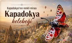 Sadece Kapadokya’da yaşıyor: Bölgenin endemik kelebeği dikkat çekiyor