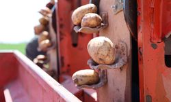 Acıgöl’de yerli patates deneme ekimleri başladı