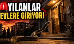 Nevşehir’de yılan alarmı: Vatandaşlar tedirgin