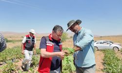 Nevşehir’de tarlalar bereketlendi: 450 bin sebze yetiştiriliyor