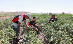 Nevşehir’in patatesinde sıkı takip: İl Müdürü tarlaya indi