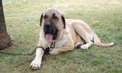 Nevşehir’de yetiştirilen köpekler Türkiye Şampiyonası’nda boy gösterdi