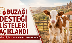 Nevşehir’de buzağı desteği listeleri açıklandı