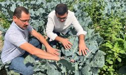 Nevşehir’de brokoli hasadı başladı