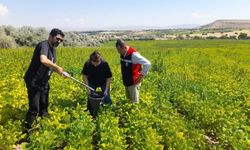 Nevşehir’de fasulye tarlaları kontrol altında: Hastalıklar araştırılıyor