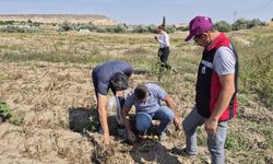 Nevşehir tarım arazisinde kontrol: Ürünlerden numune alındı