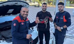 Aracın kaputuna sıkışan kedi için AFAD seferber oldu