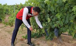 Üzüm üreticisi fiyatlardan dertli: Çalışmalar neden sonuç vermiyor?