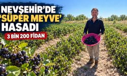 Kuzey Amerika’dan Gülşehir’e uzandı: 3 bin 200 fidanla üretim