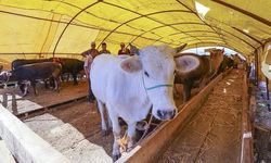 Nevşehir Hayvan Pazarı tekrar kapatıldı