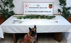 Nevşehir’de narkotik operasyonu: Kilolarca esrar ele geçirildi