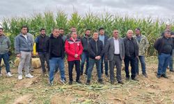 Nevşehir’de silajlık mısır hasadı başladı