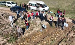 Nevşehir'de 8 farklı yerli ve millî patates çeşidi hasat edildi