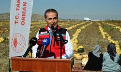 Türkiye’nin kabak çekirdeği ambarında hasat başladı!