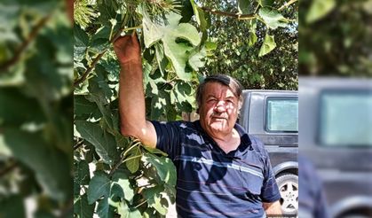 Küresel ısınmayı fırsata çevirdi Avanos’ta incir yetiştirdi