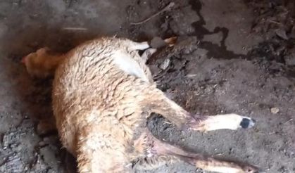 Nevşehir’de aç kalan kurtlar koyunlara saldırdı