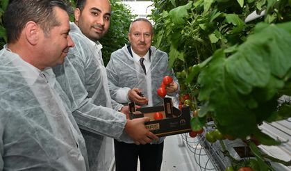 Topraksız serada üretilen domatesler hasat edildi