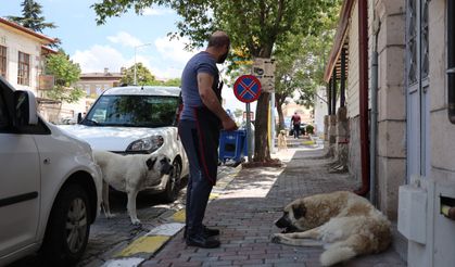 Kapadokya’da sokak köpekleri turizmi de etkiliyor