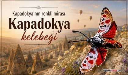 Sadece Kapadokya’da yaşıyor: Bölgenin endemik kelebeği dikkat çekiyor