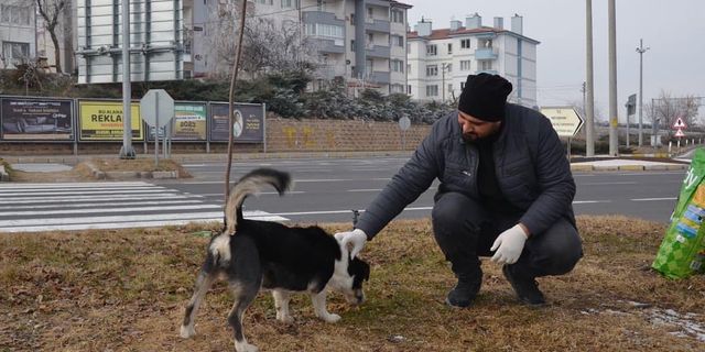Gülşehir Belediyesi patili dostları unutmuyor