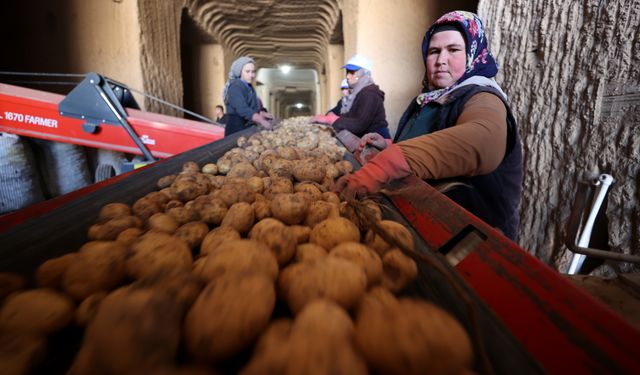 Türkiye’nin patatesi Nevşehir’deki depolardan sağlanıyor